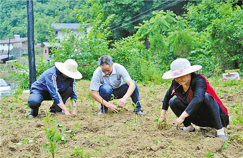 記者蹲點筆記⑦——來自陜西省安康市石泉縣池河鎮(zhèn)五愛村的報告