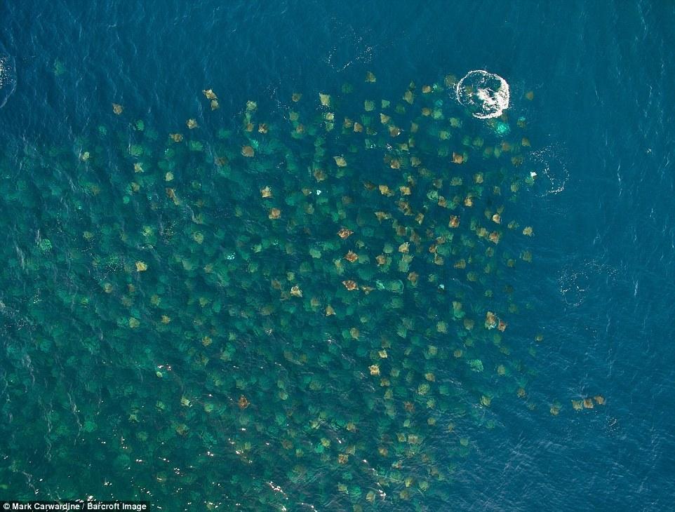 數(shù)千條魔鬼魚飛出海面秀“飛行特技”