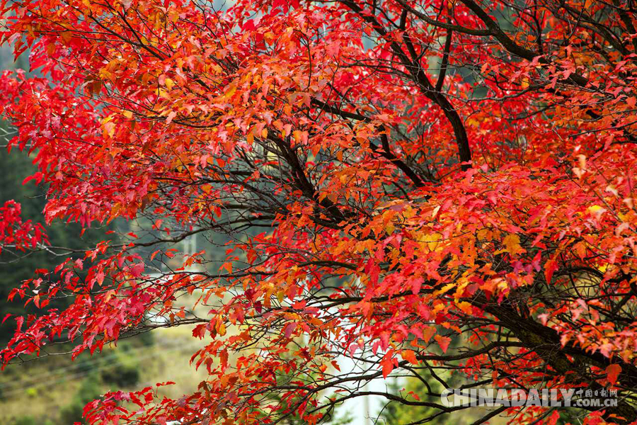 山西寧武蘆芽山景區(qū)黃金周迎大雪 系今年首場