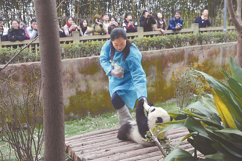 圖片故事：大熊貓保姆和她可愛的“孩子們”