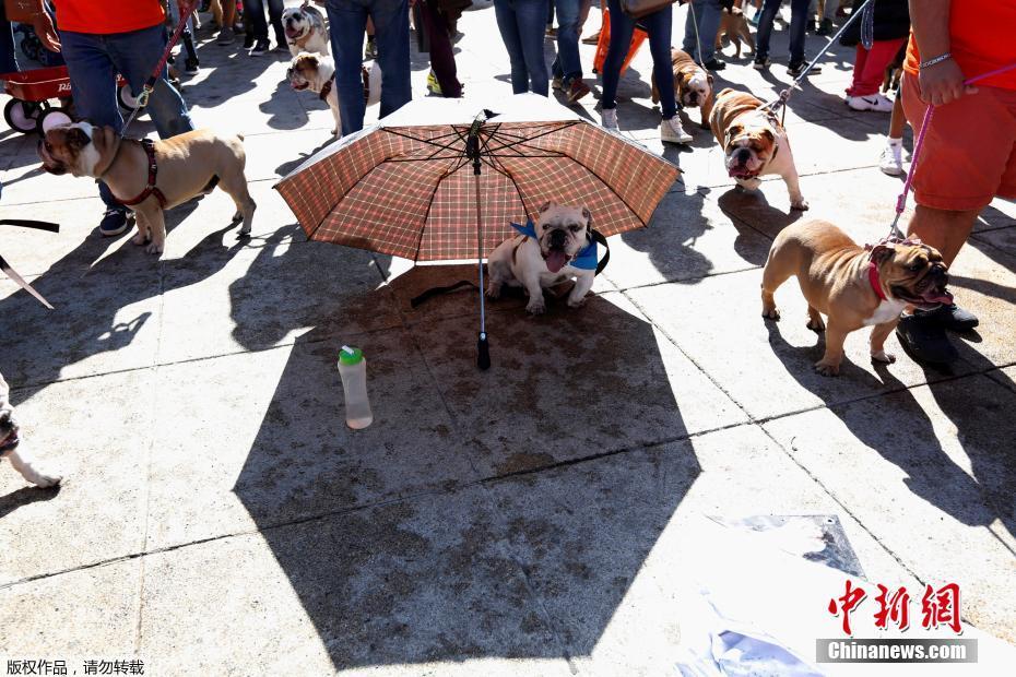 墨西哥950只斗牛犬聚會 畫面呆萌逗趣（組圖）