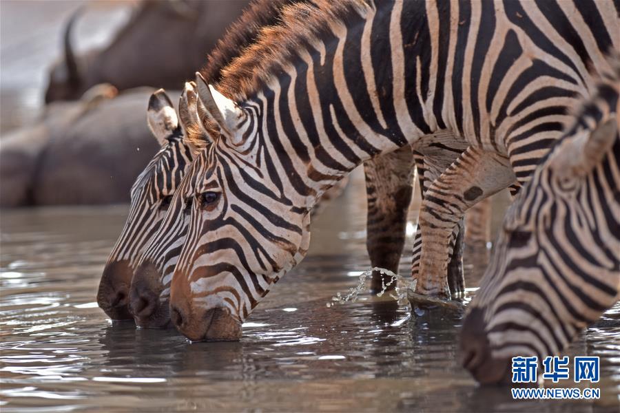 肯尼亞對野生動物進(jìn)行“人口普查” 包含數(shù)量、遷徙路線和資源數(shù)據(jù)