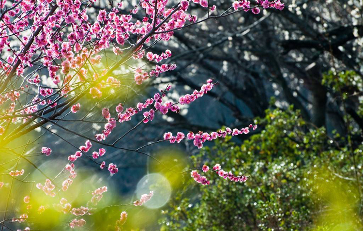 《三生三世》已完結(jié) 西安附近哪里能去看桃花？