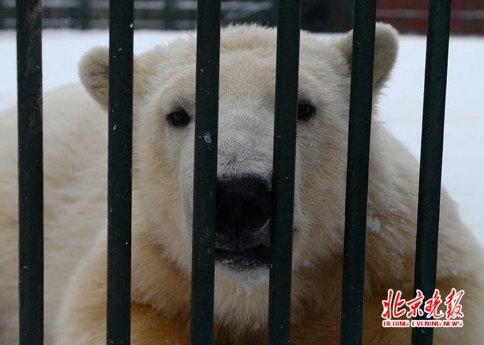 北極熊出逃被射殺 園方:冬眠后比平時兇猛【圖】