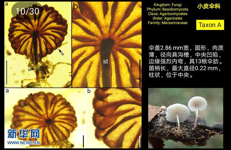 科學家發(fā)現(xiàn)迄今最古老的完整蘑菇化石