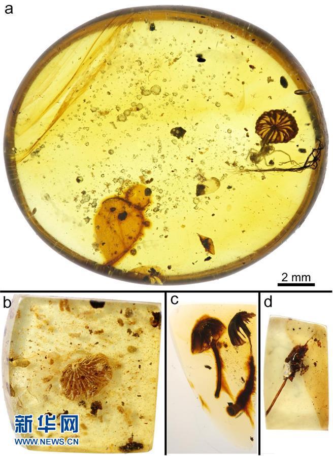 科學(xué)家發(fā)現(xiàn)迄今最古老的完整蘑菇化石
