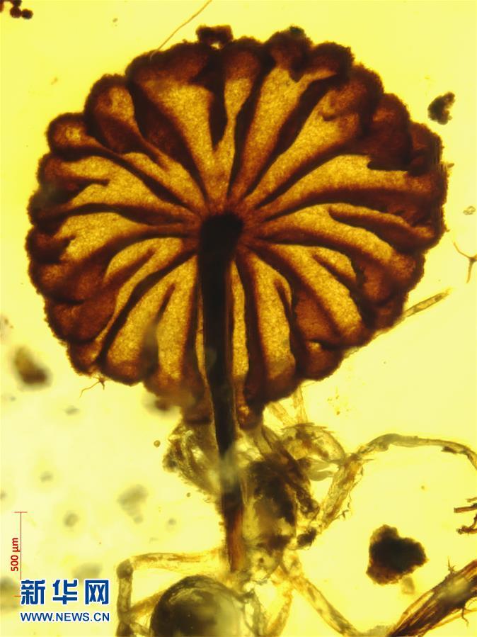 科學(xué)家發(fā)現(xiàn)迄今最古老的完整蘑菇化石