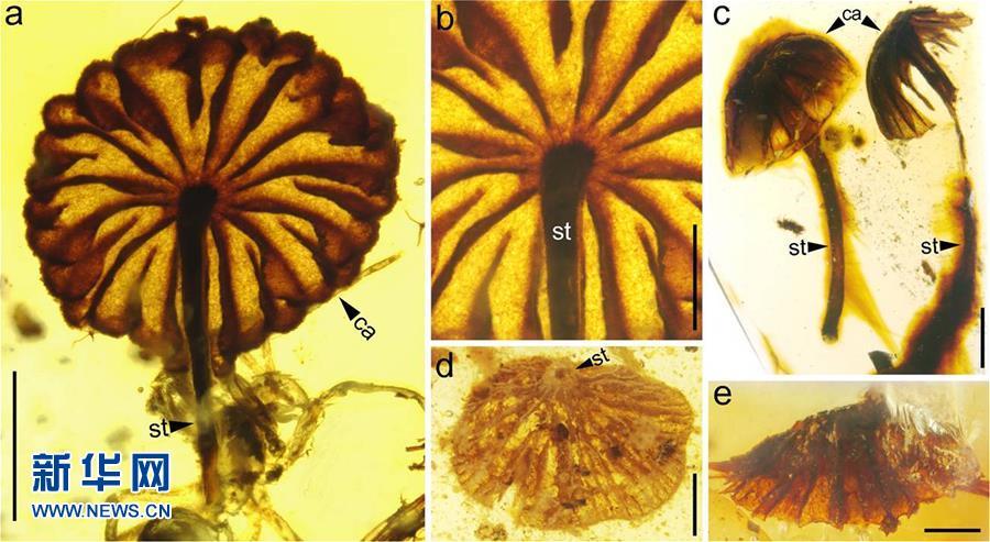 科學家發(fā)現(xiàn)迄今最古老的完整蘑菇化石