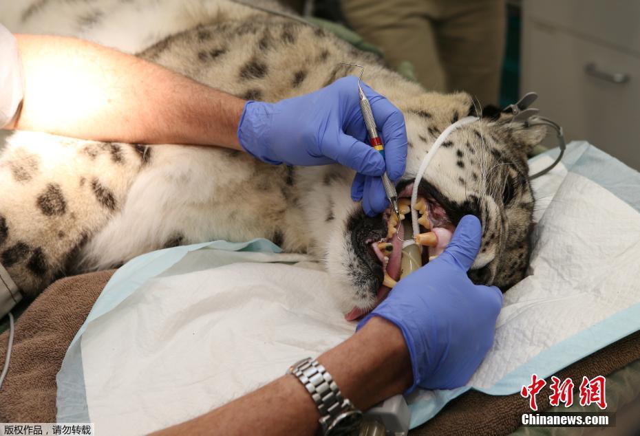 動物園為珍稀雪豹修復(fù)斷牙 猛獸格外“聽話”