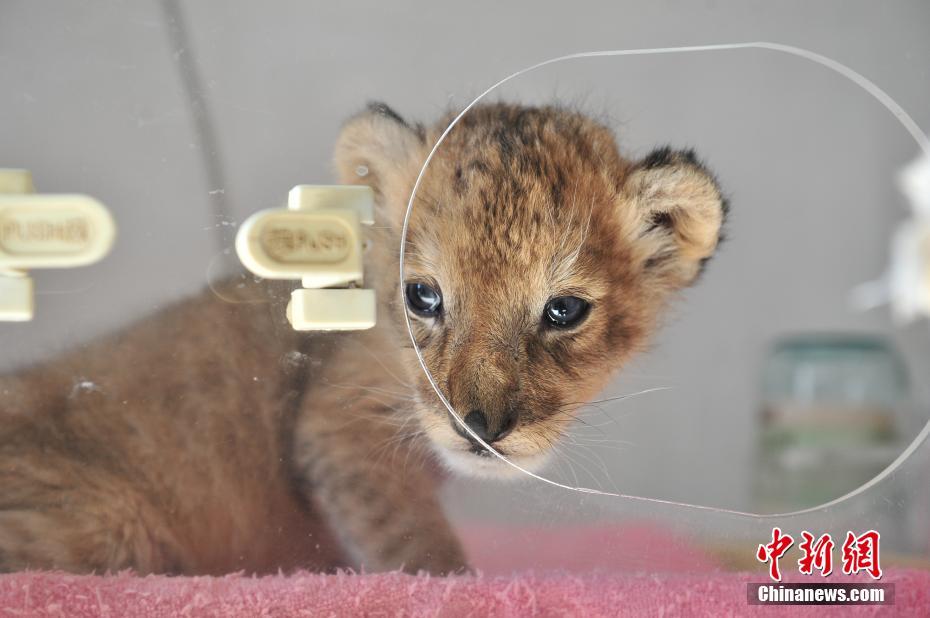 云南野生動(dòng)物園新添小獅子 呆萌可愛(ài)[組圖]