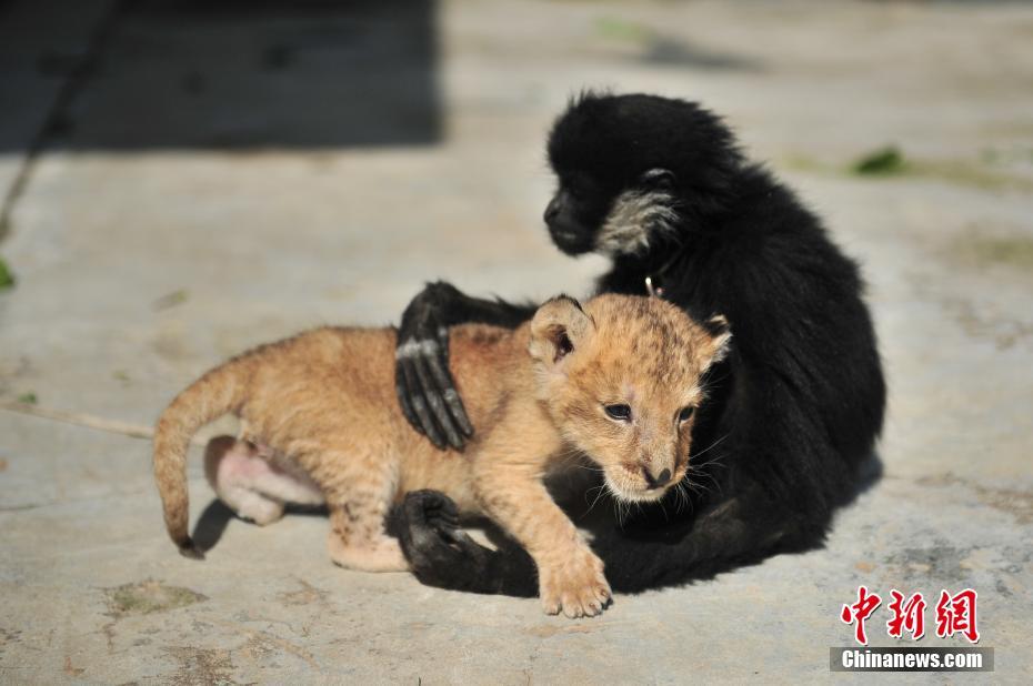 云南野生動物園新添小獅子 呆萌可愛[組圖]