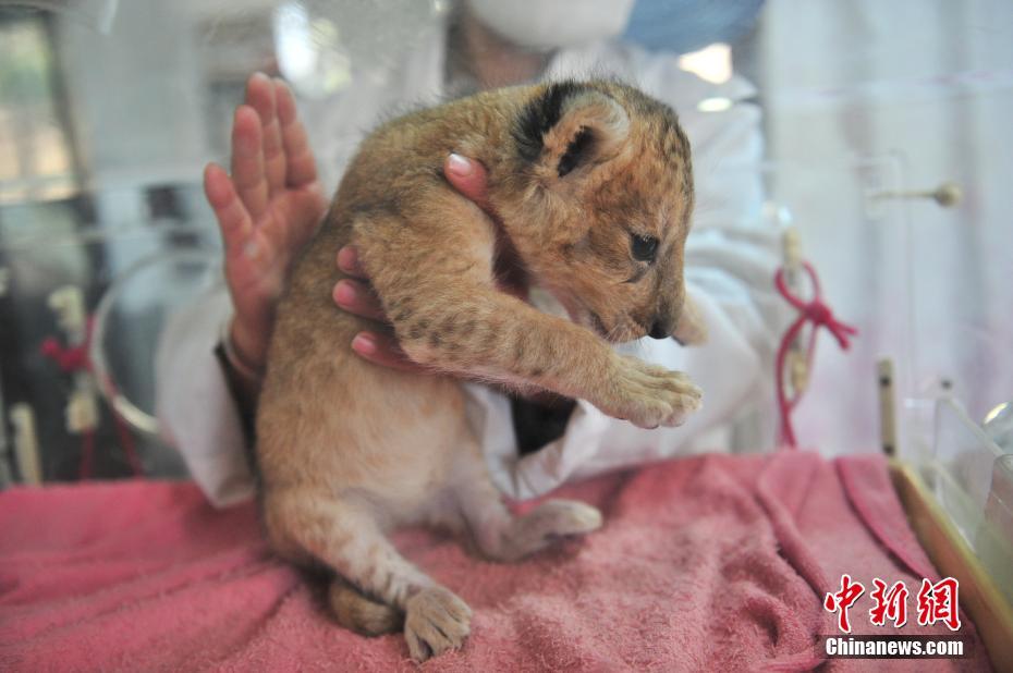 云南野生動物園新添小獅子 呆萌可愛[組圖]