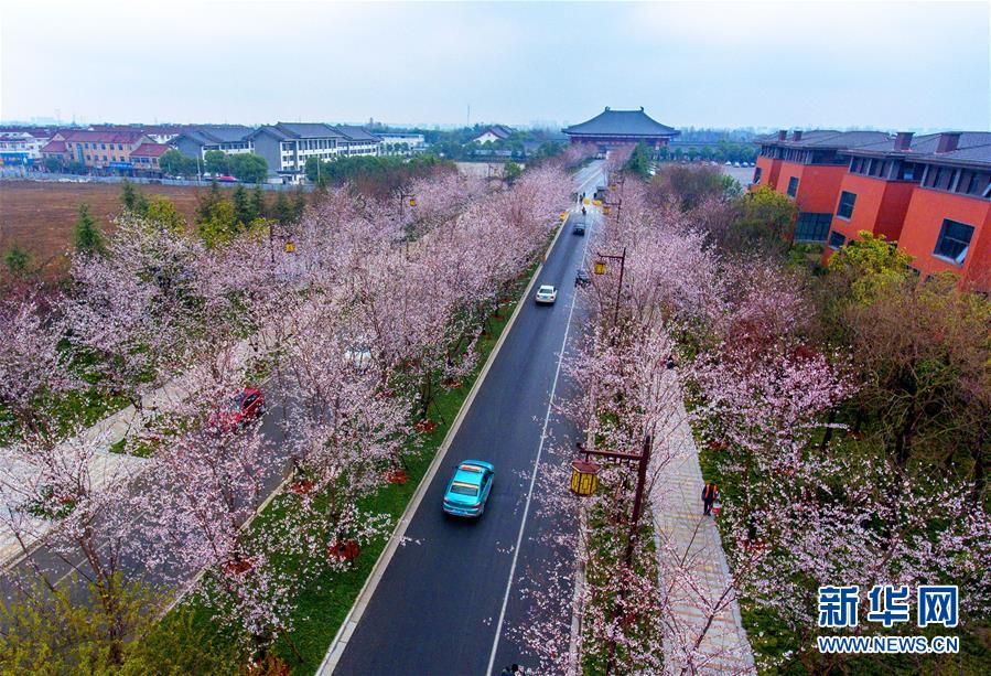 揚州“櫻花大道”櫻花開