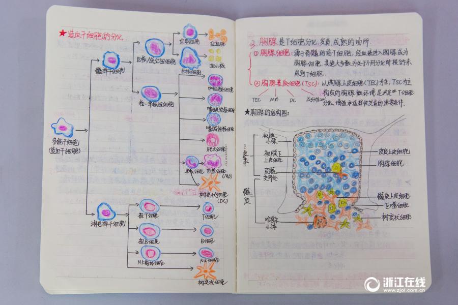 厲害了妹子！杭州大二女生解剖學筆記驚艷走紅