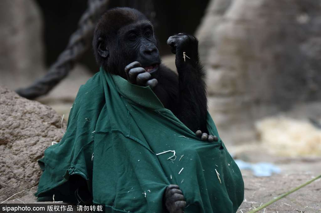 西班牙九個月小猩猩動物園玩耍嬉戲 憨態(tài)可掬“人模人樣”