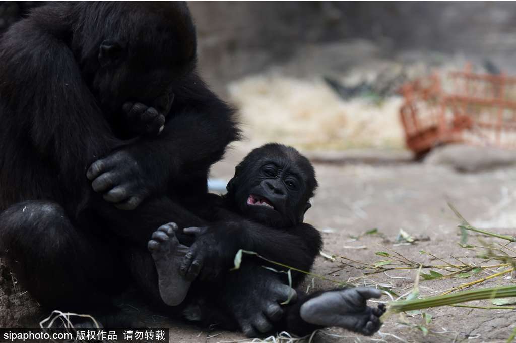 西班牙九個(gè)月小猩猩動(dòng)物園玩耍嬉戲 憨態(tài)可掬“人模人樣”