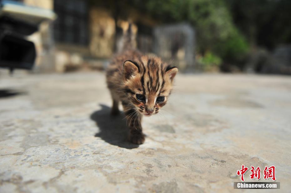 云南野生動(dòng)物園收容救助小豹貓 呆萌惹人愛(ài)