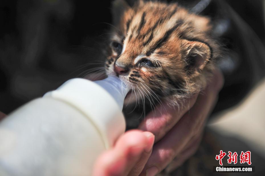 云南野生動物園收容救助小豹貓 呆萌惹人愛