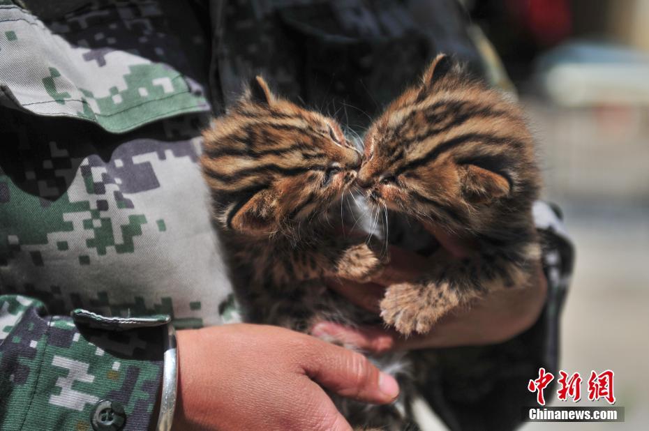 云南野生動(dòng)物園收容救助小豹貓 呆萌惹人愛