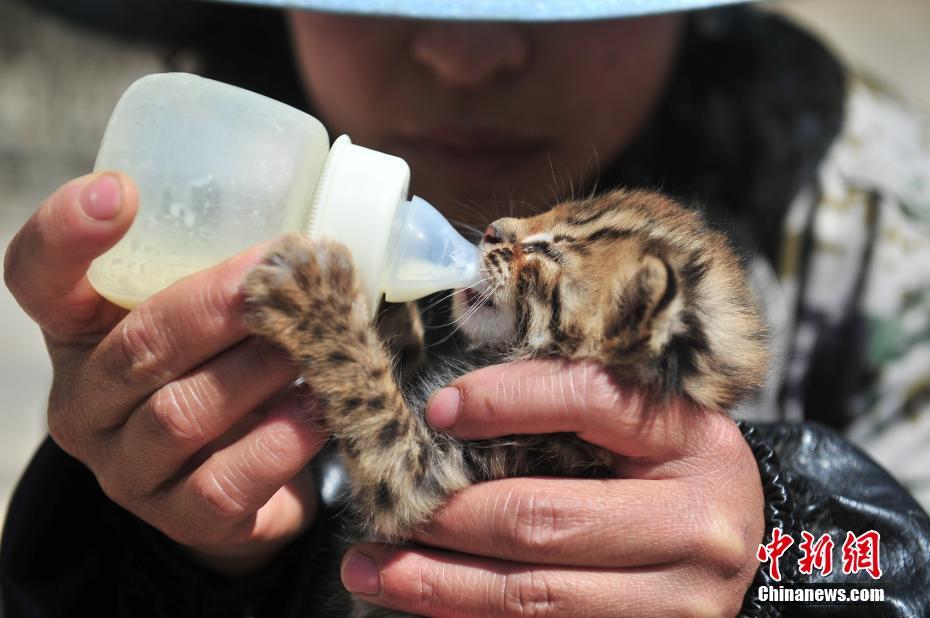 云南野生動(dòng)物園收容救助小豹貓 呆萌惹人愛(ài)