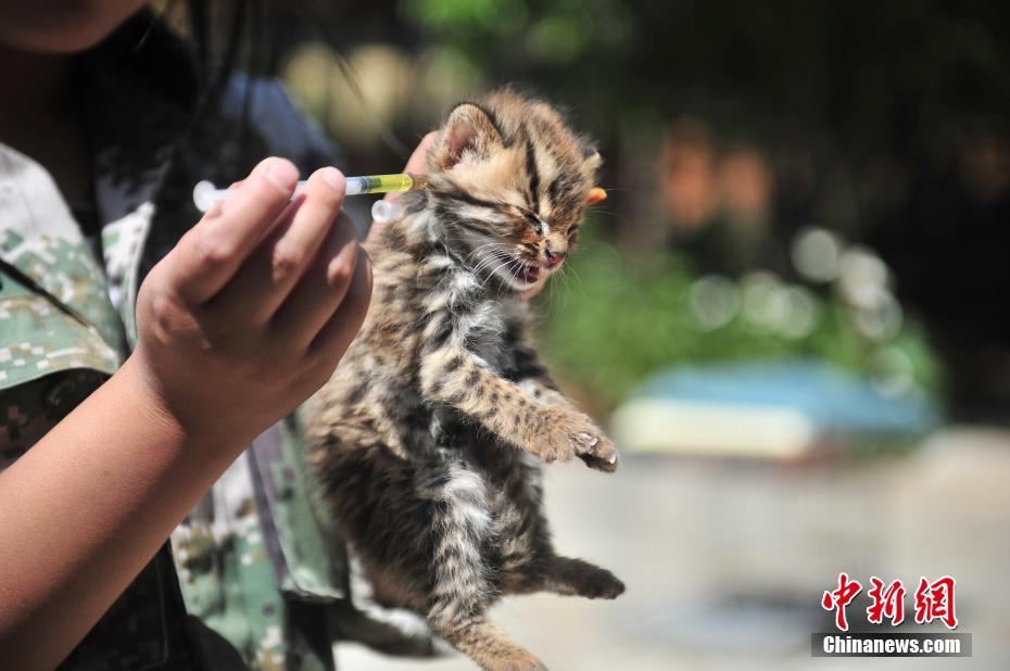 云南野生動物園收容救助小豹貓 呆萌惹人愛