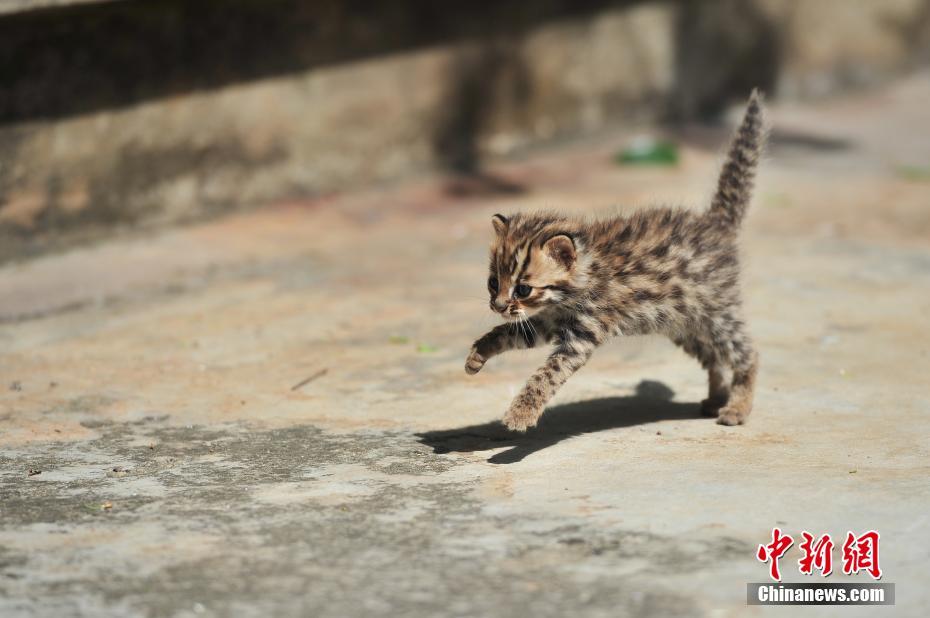 云南野生動(dòng)物園收容救助小豹貓 呆萌惹人愛(ài)