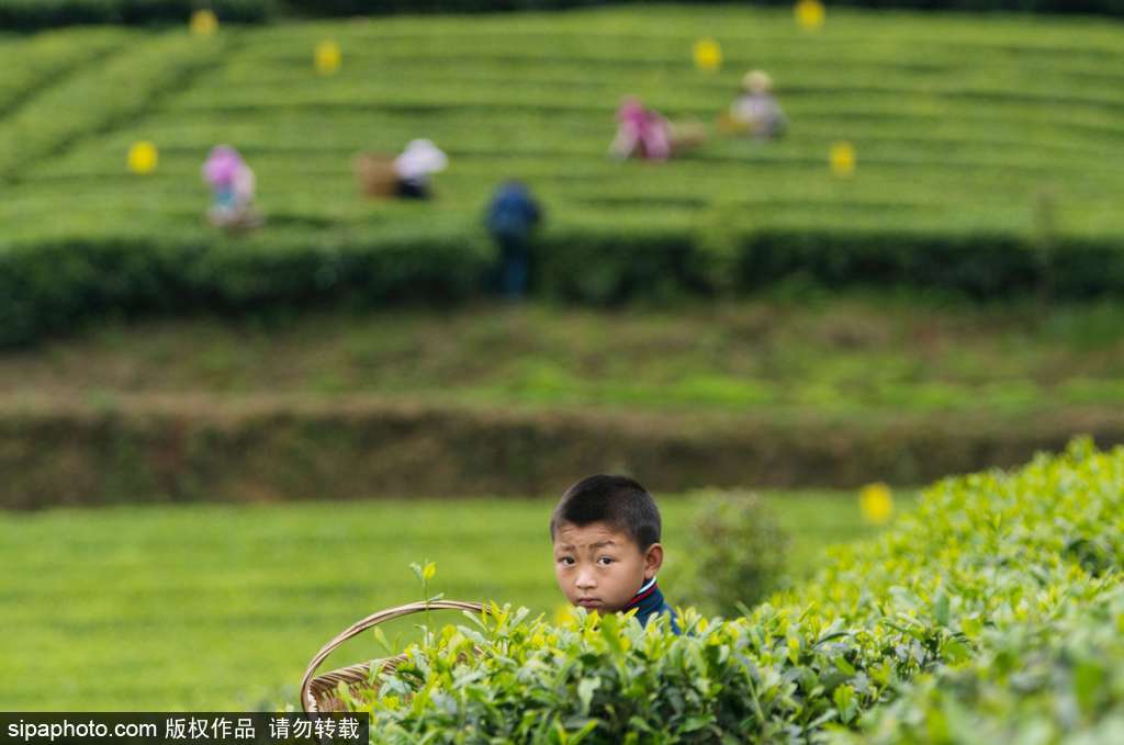 走近貴州遵義茶園 “蒼翠如海”