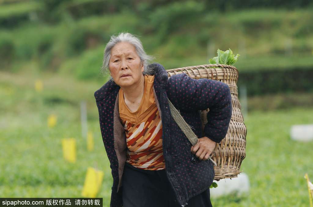 走近貴州遵義茶園 “蒼翠如海”