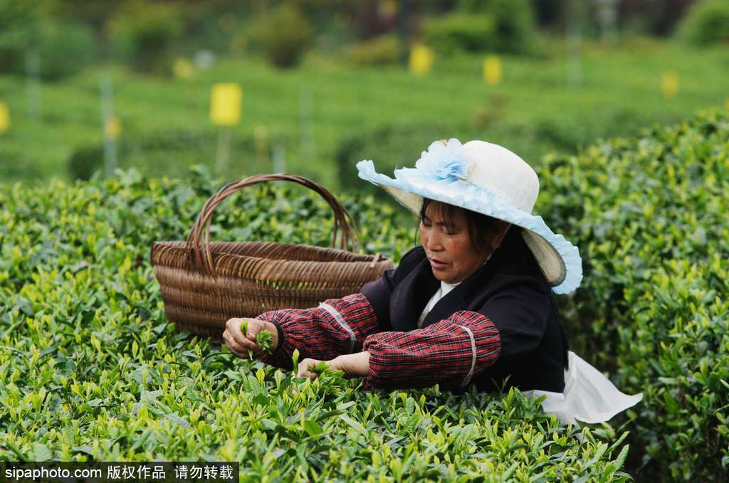 走近貴州遵義茶園 “蒼翠如海”