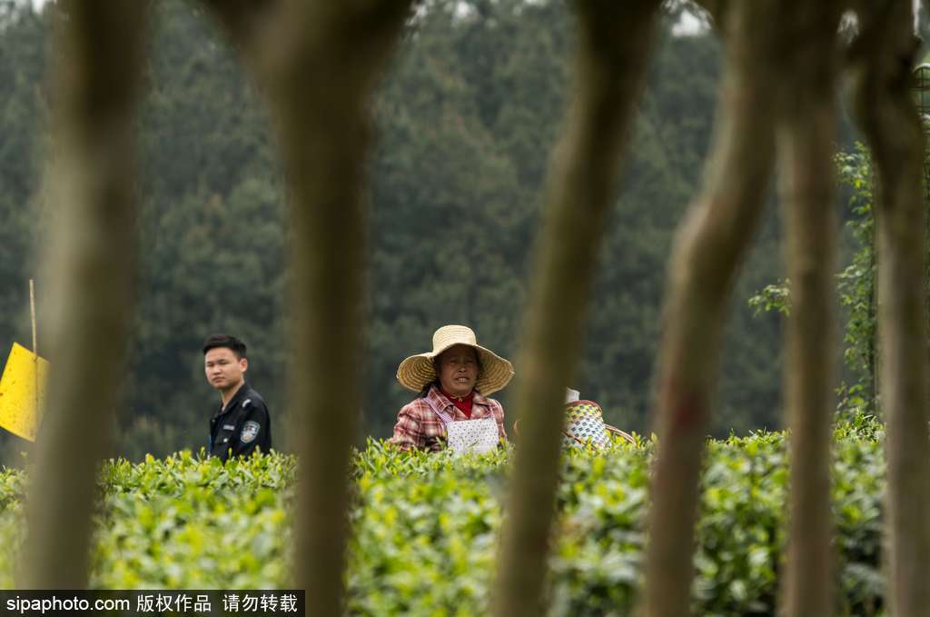 走近貴州遵義茶園 “蒼翠如海”