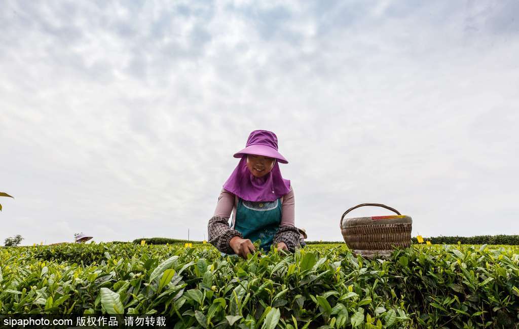 走近貴州遵義茶園 “蒼翠如海”