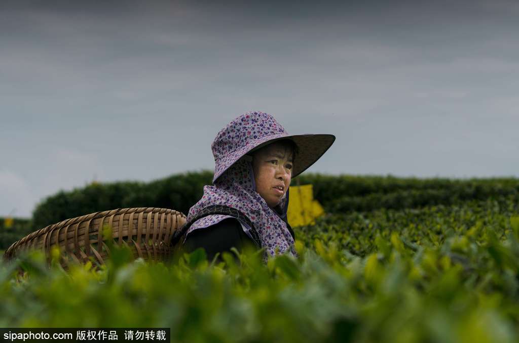 走近貴州遵義茶園 “蒼翠如海”