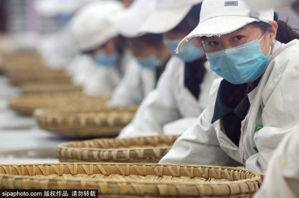 走近貴州遵義茶園 “蒼翠如海”