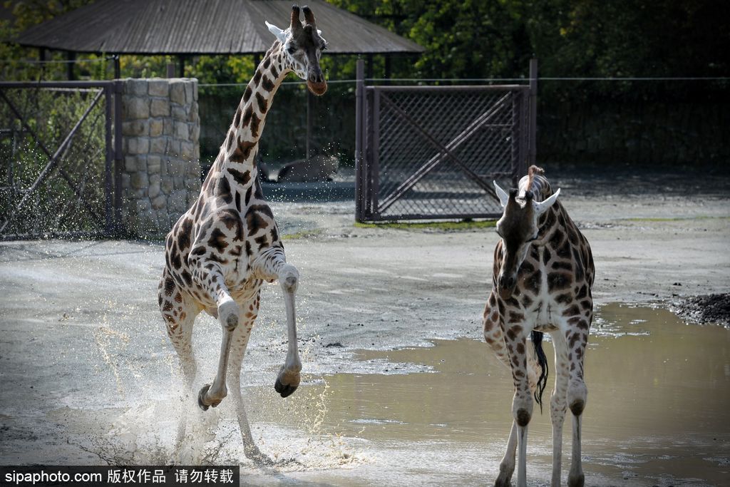 捷克動(dòng)物園里的長(zhǎng)頸鹿 撒歡兒跳水坑呆傻可愛(ài)