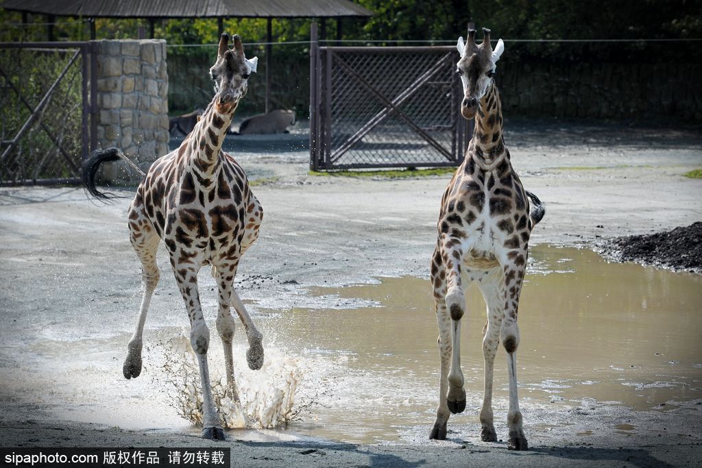 捷克動(dòng)物園里的長(zhǎng)頸鹿 撒歡兒跳水坑呆傻可愛(ài)