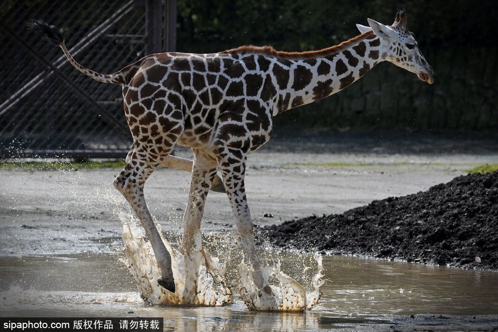 捷克動物園里的長頸鹿 撒歡兒跳水坑呆傻可愛