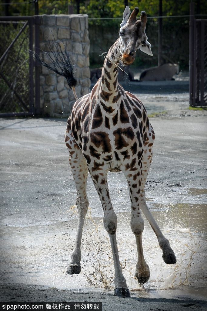 捷克動物園里的長頸鹿 撒歡兒跳水坑呆傻可愛