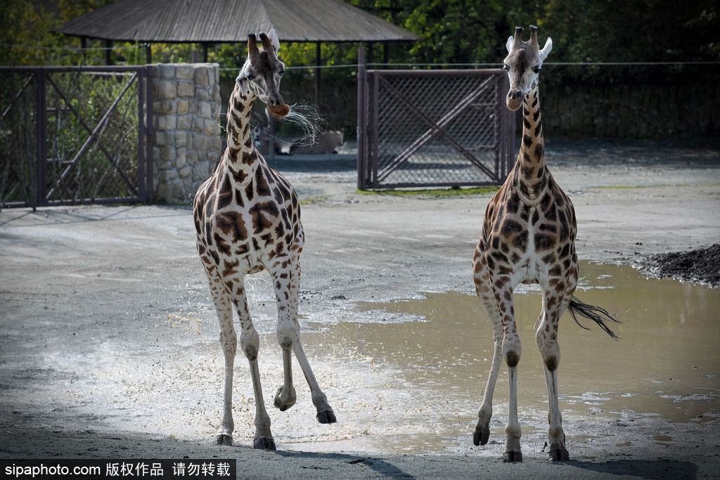 捷克動物園里的長頸鹿 撒歡兒跳水坑呆傻可愛