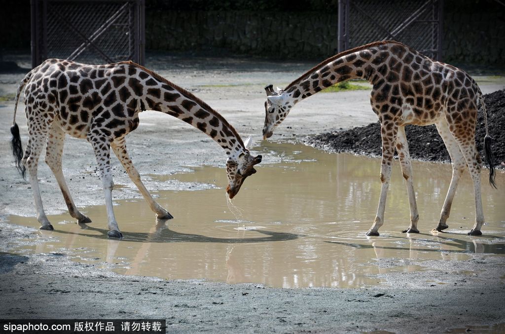 捷克動物園里的長頸鹿 撒歡兒跳水坑呆傻可愛