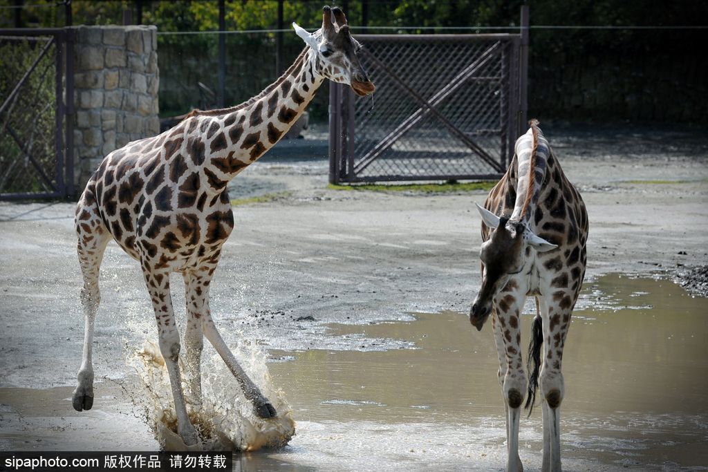 捷克動(dòng)物園里的長頸鹿 撒歡兒跳水坑呆傻可愛