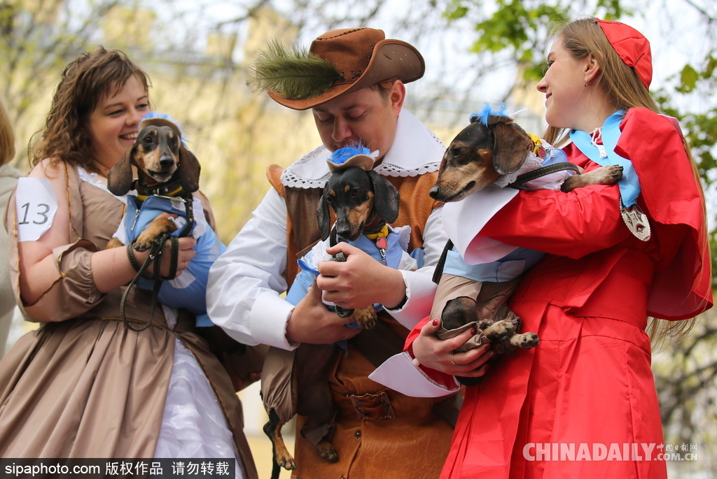 俄羅斯舉行臘腸犬游行活動 可愛狗狗上演“時裝秀”