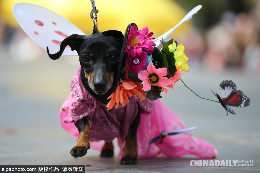 俄羅斯舉行臘腸犬游行活動 可愛狗狗上演“時裝秀”