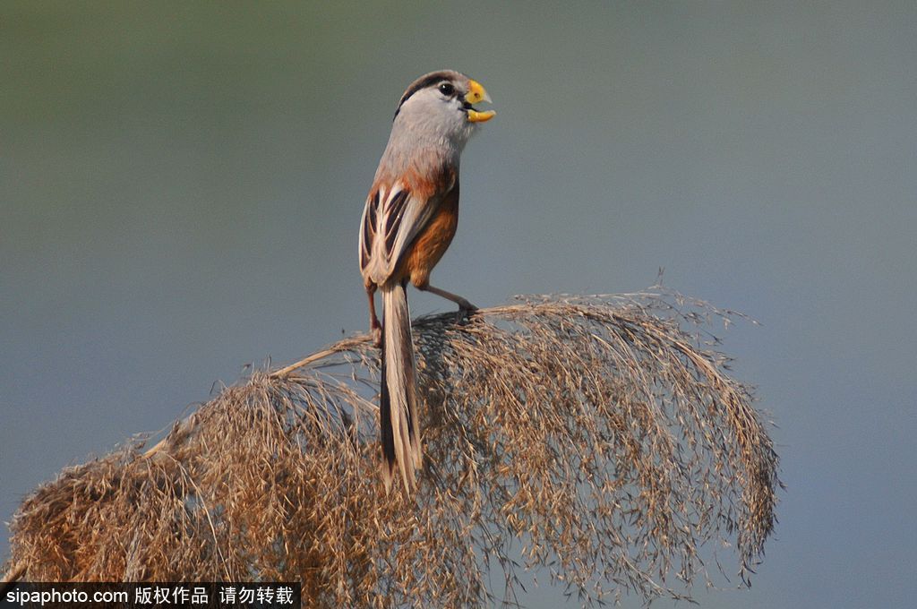 活化石“鳥中熊貓”——震旦鴉雀 落戶青島入?？跐竦?/></p>

<p>2017年6月1日，山東青島，數(shù)量在10只以上、全球?yàn)l危的“鳥中熊貓”震旦鴉雀在青島市白沙河入?？跐竦仃懤m(xù)被發(fā)現(xiàn)。圖為生活在蘆葦叢中的震旦鴉雀。</p>
</div>

<div width=