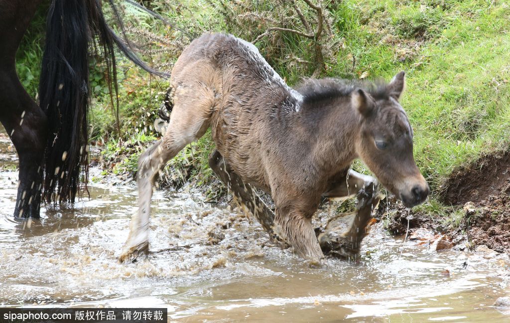 英國(guó)：剛出生小馬駒高溫難耐 河中打滾降溫樂壞了