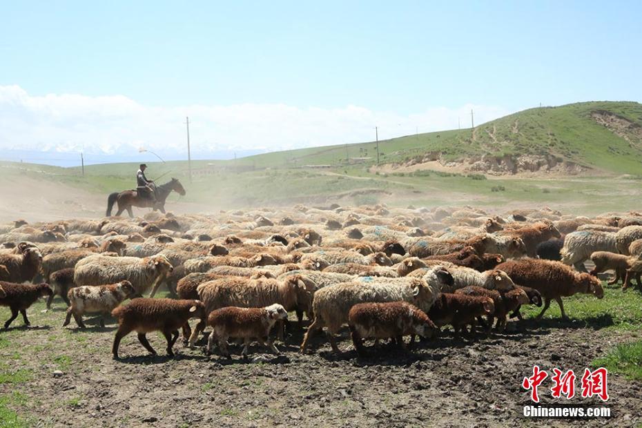 實(shí)拍伊犁牧民夏季轉(zhuǎn)場(chǎng)“大遷徙”