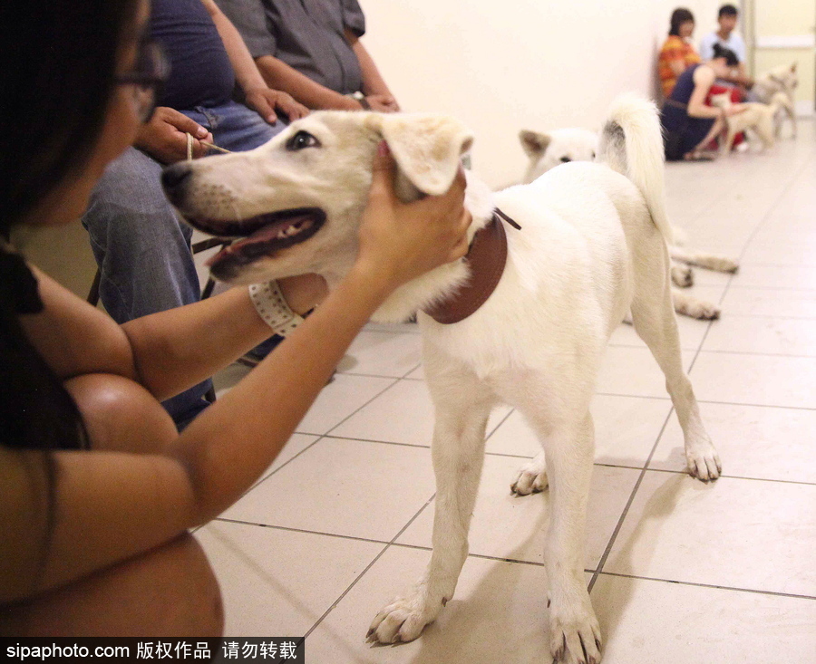 看看活潑可愛的克隆雅庫特萊卡犬 俄羅斯與韓國攜手培育打造