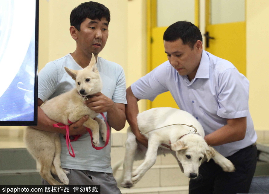 看看活潑可愛的克隆雅庫特萊卡犬 俄羅斯與韓國攜手培育打造