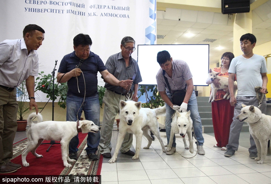 看看活潑可愛的克隆雅庫(kù)特萊卡犬 俄羅斯與韓國(guó)攜手培育打造