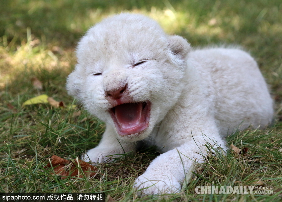 俄羅斯動物園里的白獅寶寶 張嘴“怒吼”奶氣十足