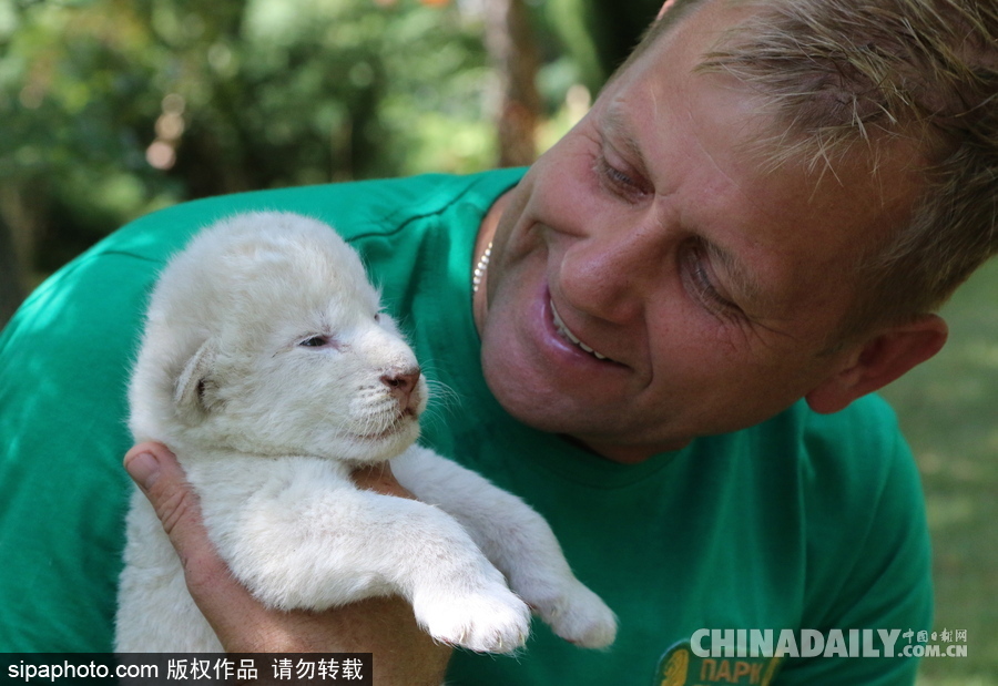 俄羅斯動物園里的白獅寶寶 張嘴“怒吼”奶氣十足